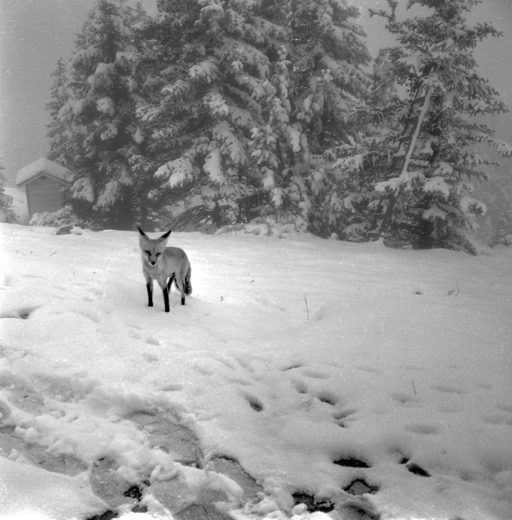 Fox_In_a_July_Snowstorm